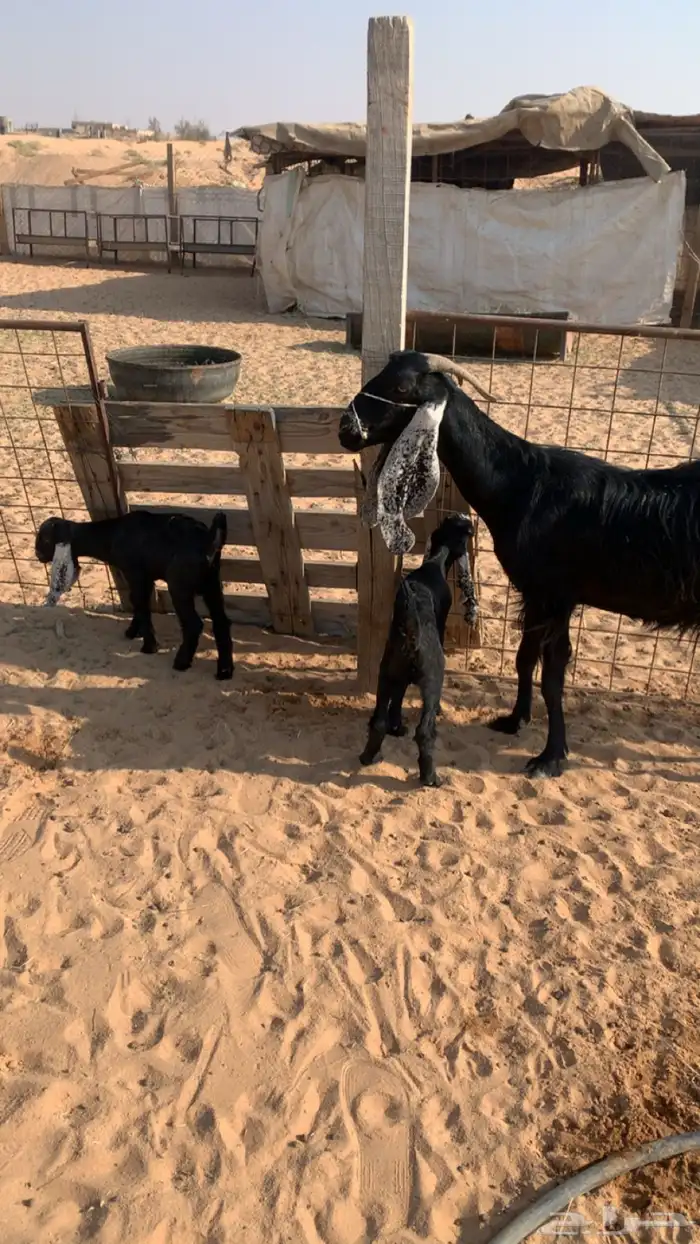 عنز معها اثنين 2