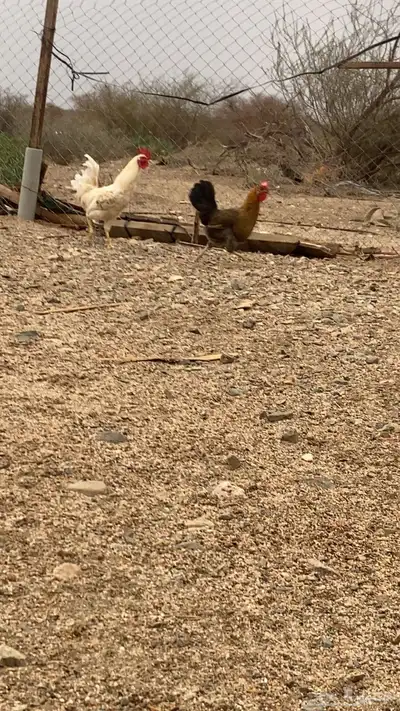 دجاج بياض index