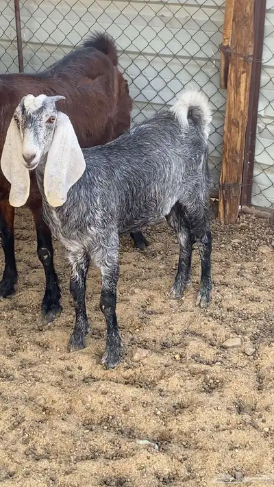 جفرة طيبه للبيع index