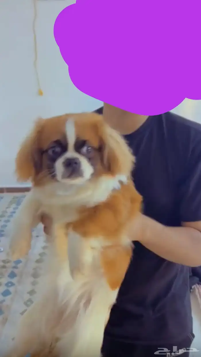 كلب بكيني للبيع 0