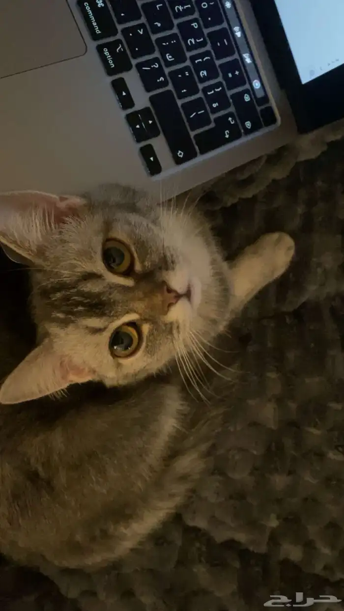 قطه للتبني 2