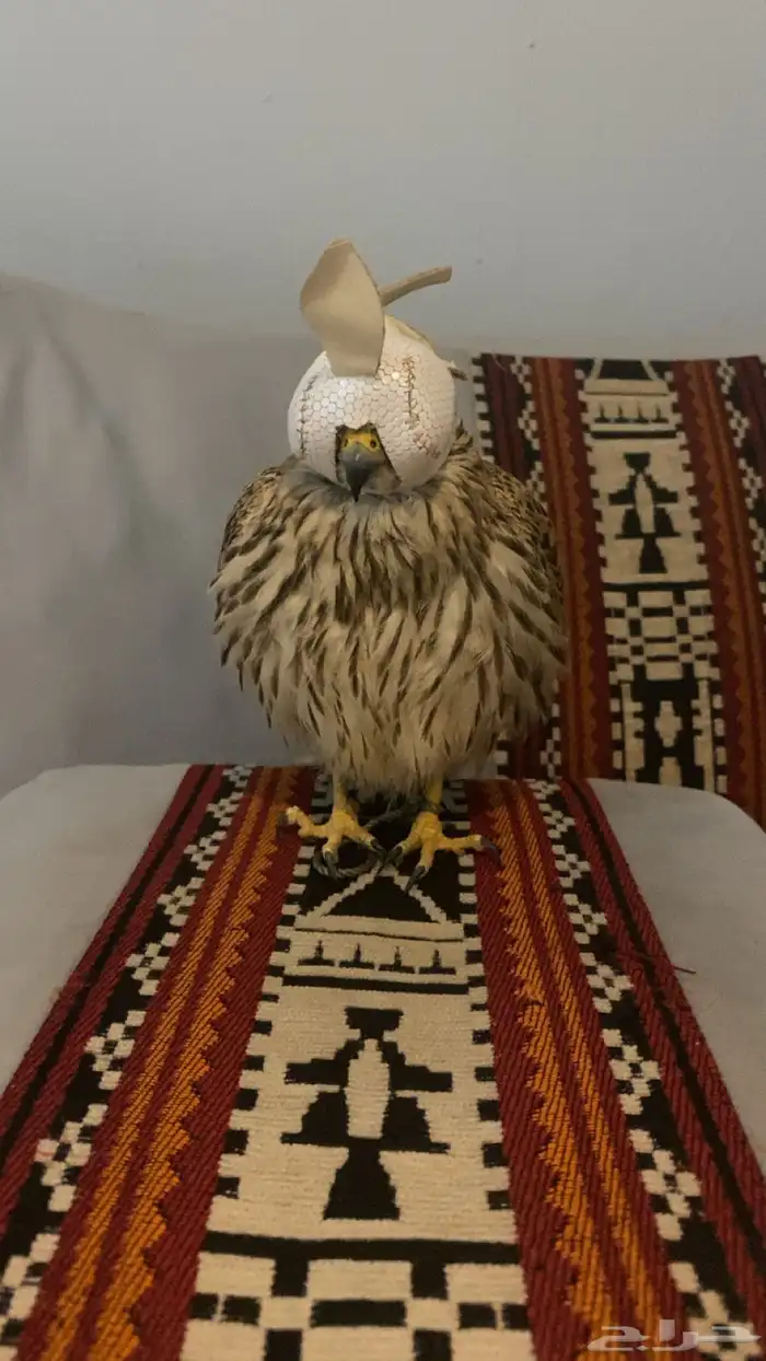 باشق وحش للبيع 4