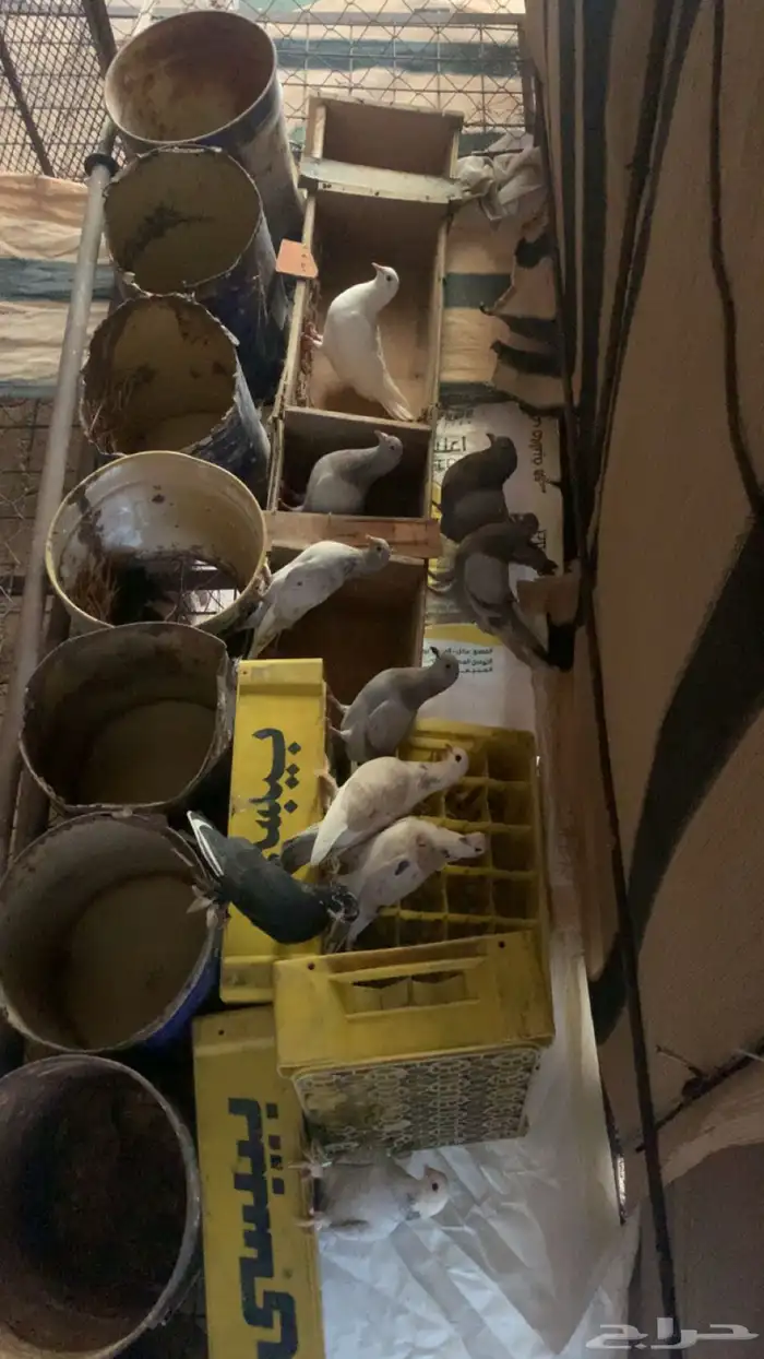 حمام حب رمان وسلفر وبلدي 3