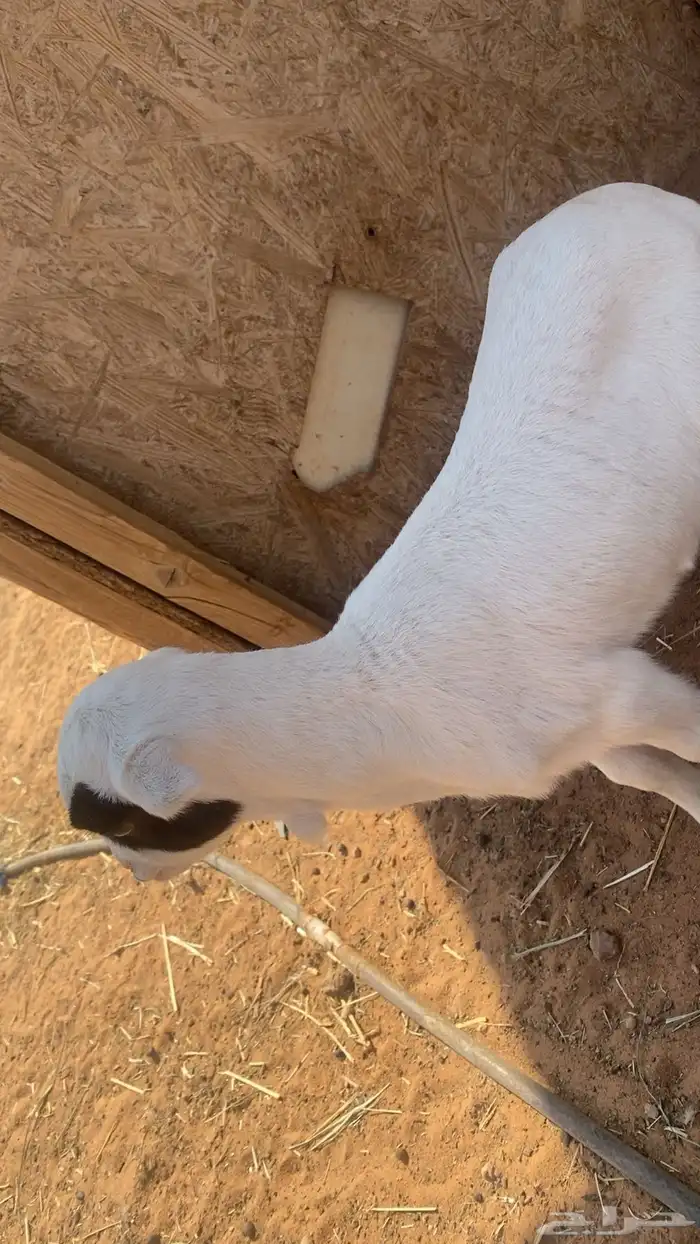 طلي دغور اللبيع 1