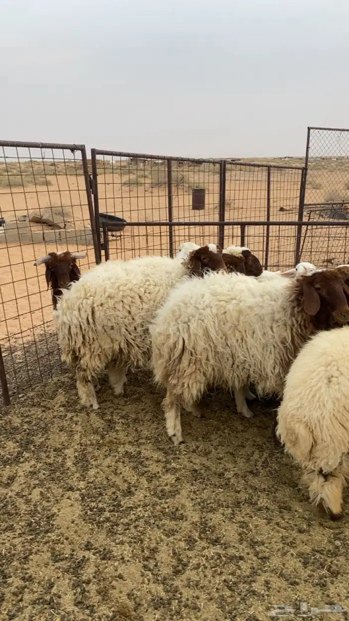 جذعات نعيم. العدد5 جذعات. العمر6ش وطالع 0