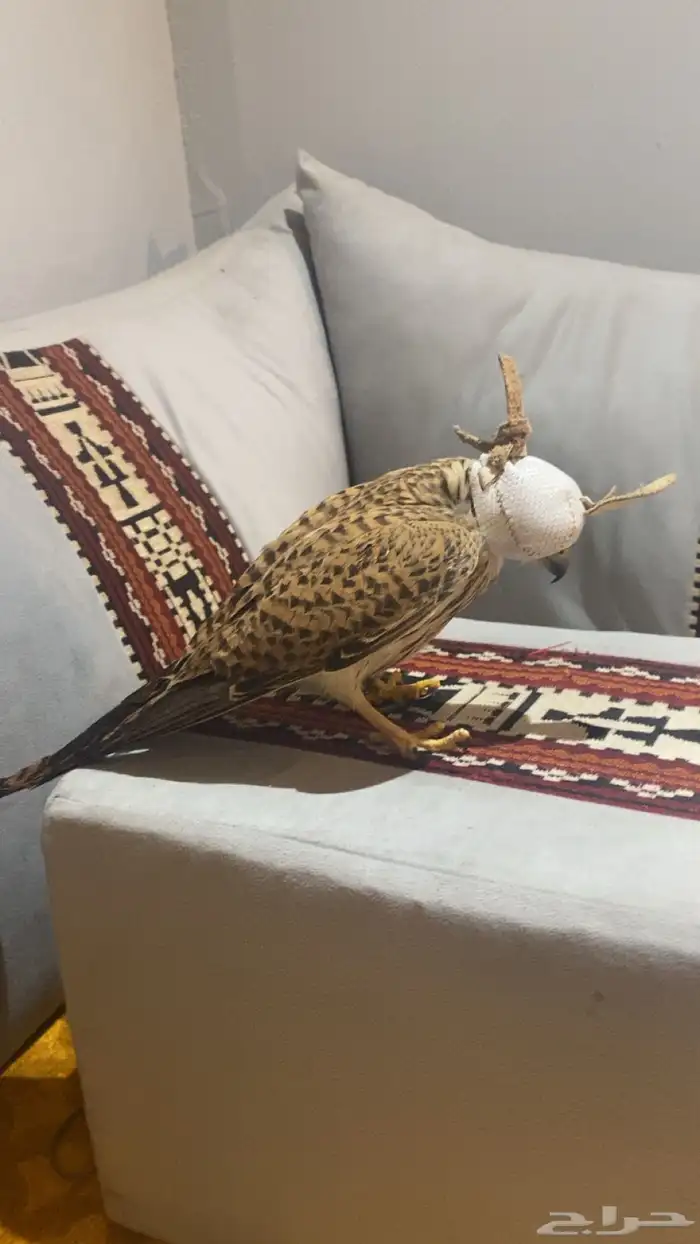 باشق وحش للبيع 2