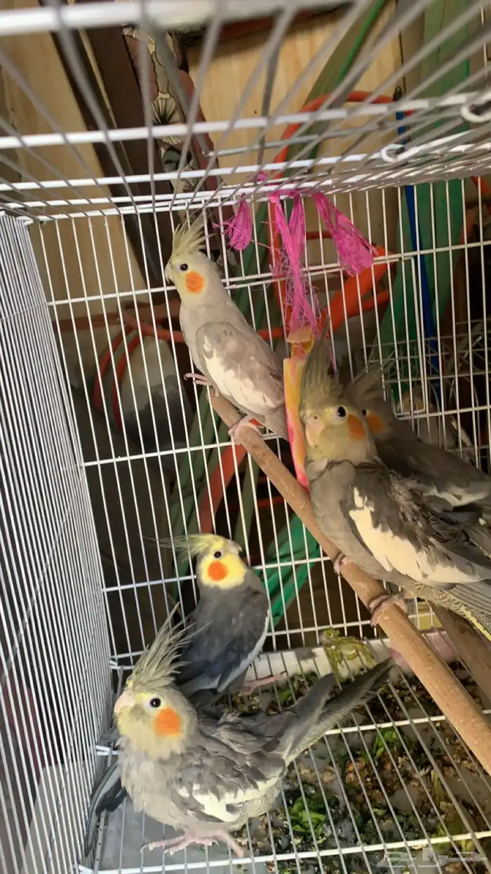 طيور كروان من افضل الطيور غير اليف الواحد ب200 ريال 0