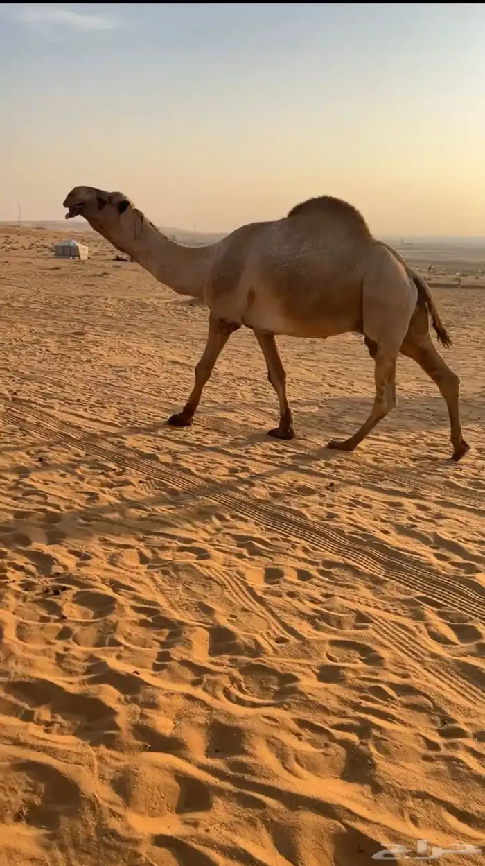 للبيع قعود اشعل على غرنوق منتج 0