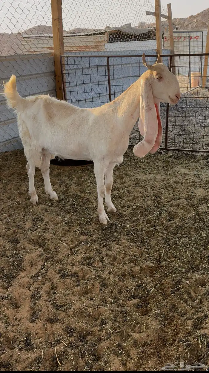 ثنيه مطوره حاااصب قريب ولاد 0