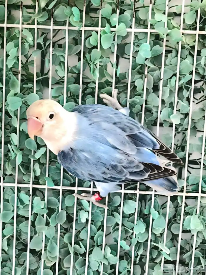 اناث فيشر طفرات مميزة 2