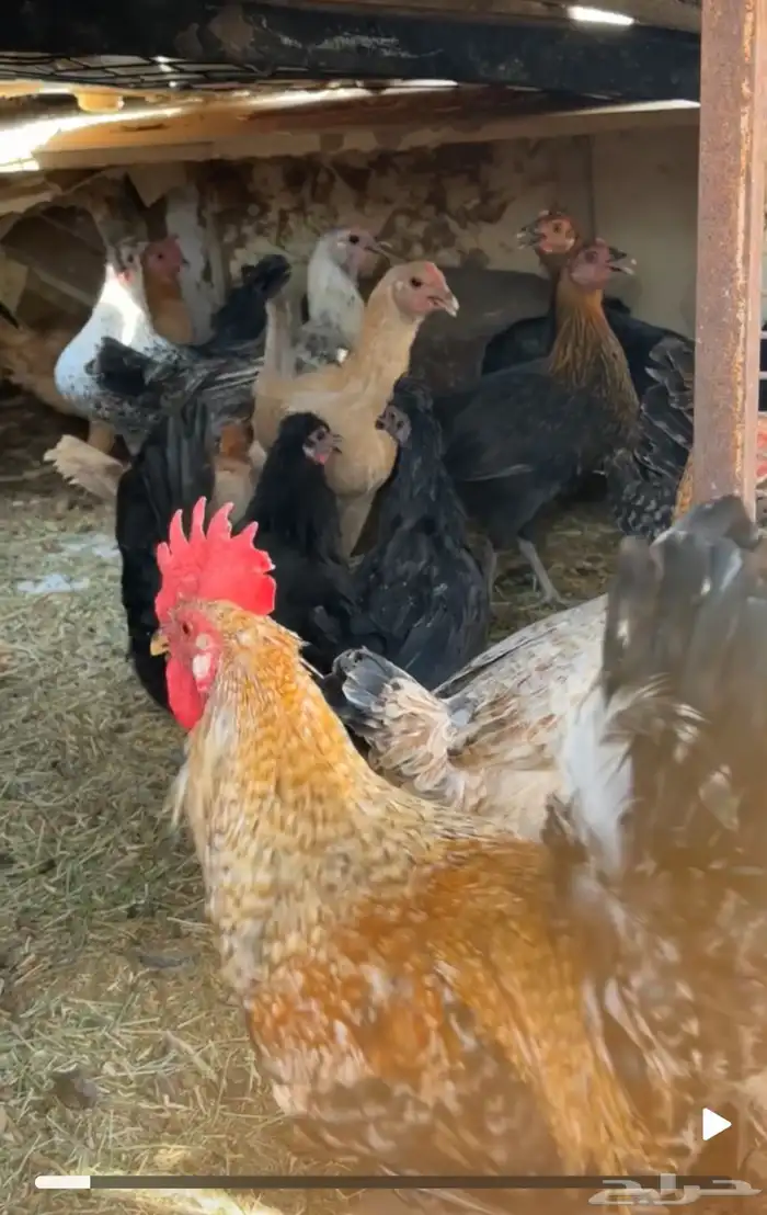 دجاج بياض الموقع البدع العدد 15 1