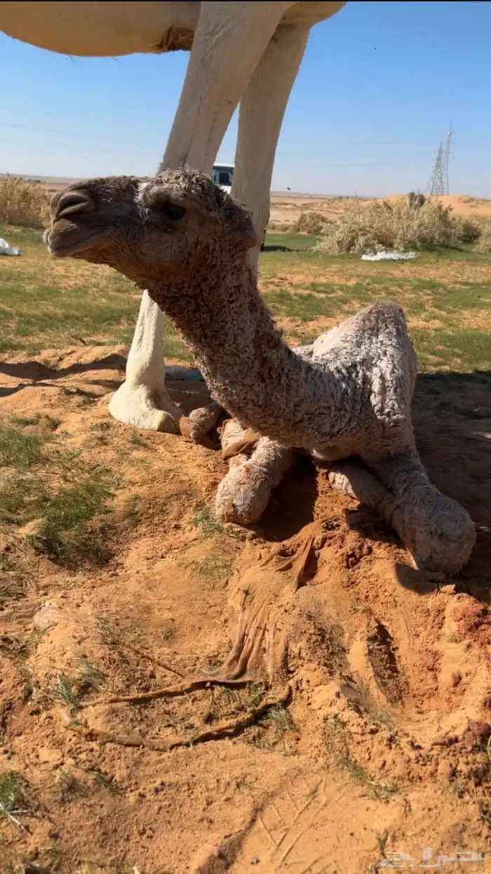 للبيع قعود اشعل على غرنوق منتج 11