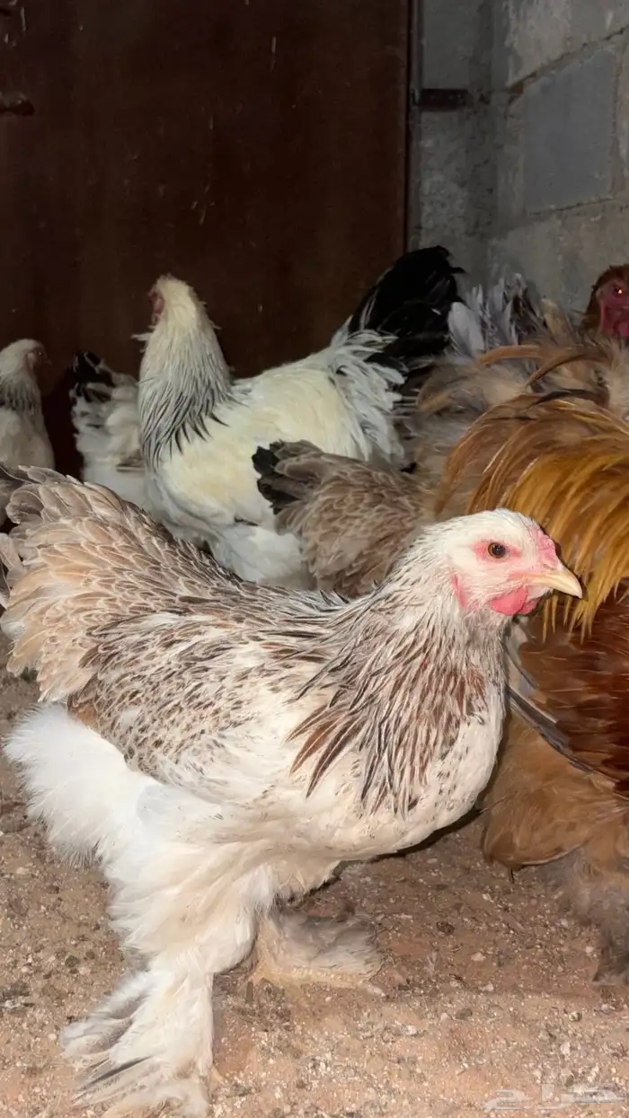 بيض مخصب براهما 2