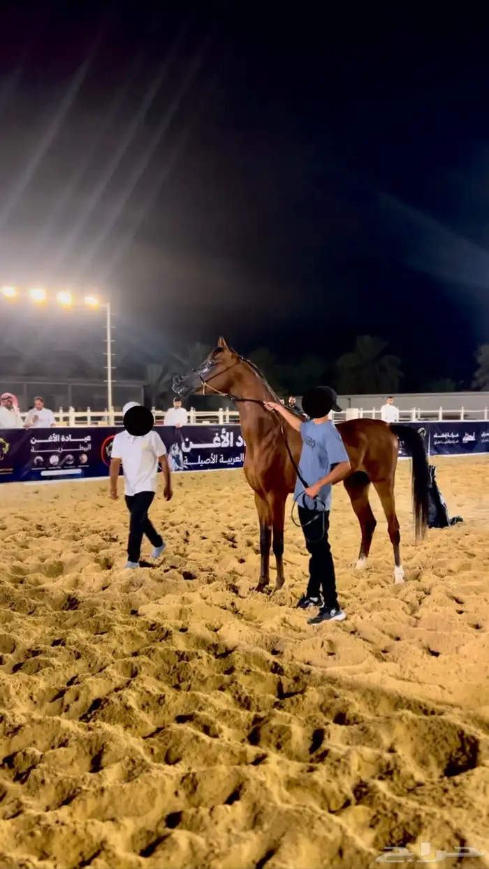 حصان فحل مربط 2