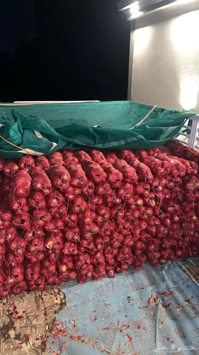 بصل طيب ونظيف خمسة كيلو على خمسة ريال 0