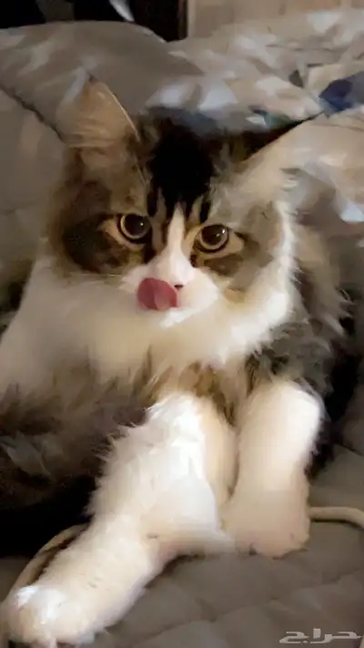 قطط تبني اعمارهم سنه ونص index