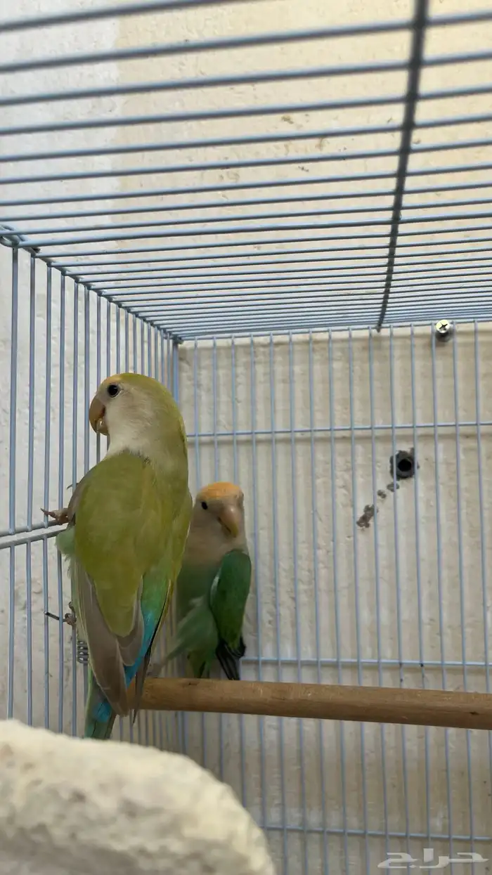 طيور زور للبيع 3