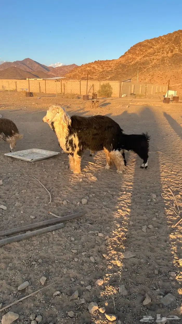 خروف نجدي صنف 4
