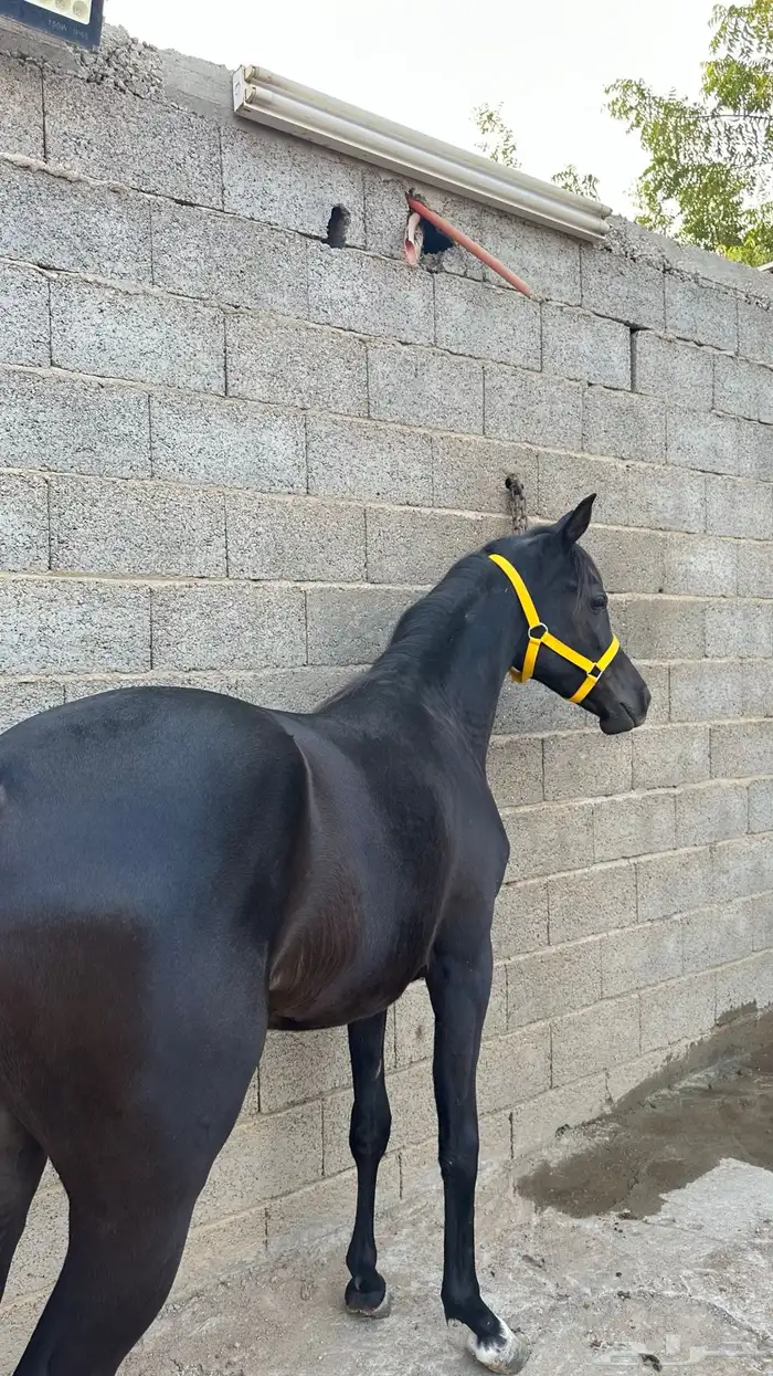 مهرة عربية 0