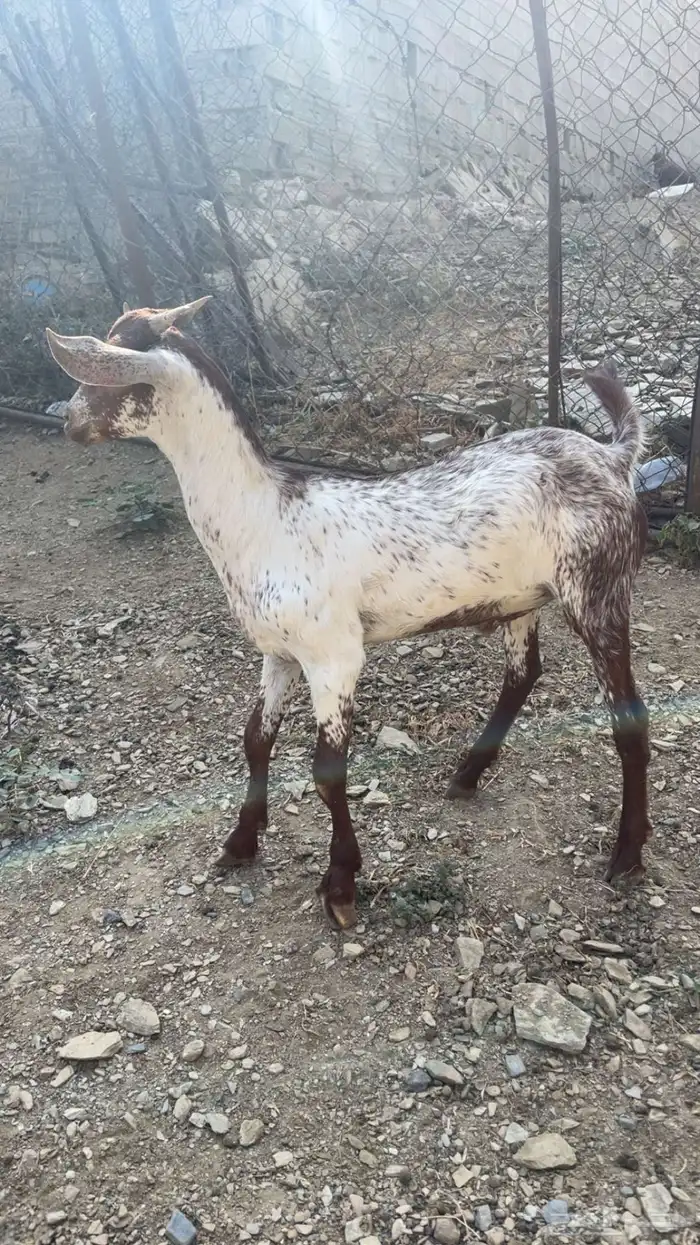 ماعز وتيس صغير 0