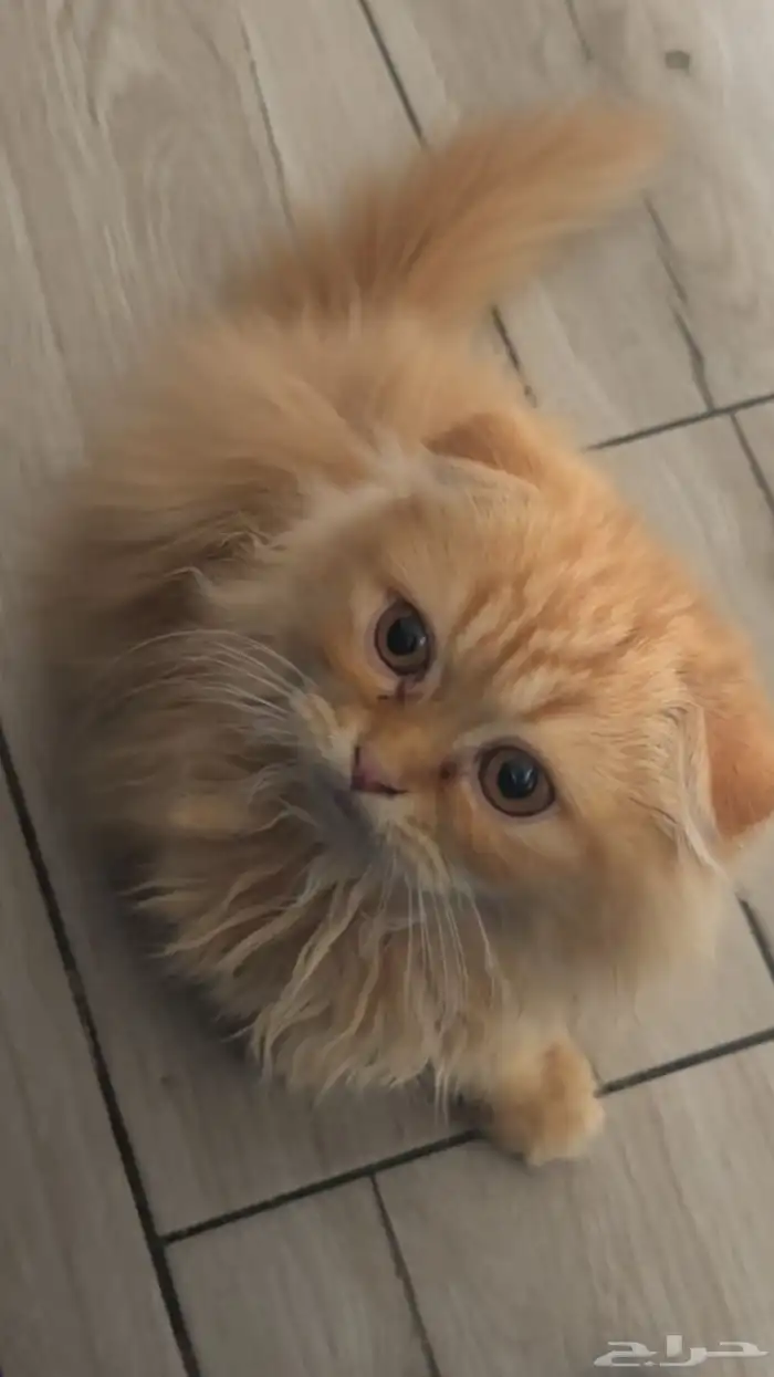 قطوة لي التبني عمرها شهرين 0