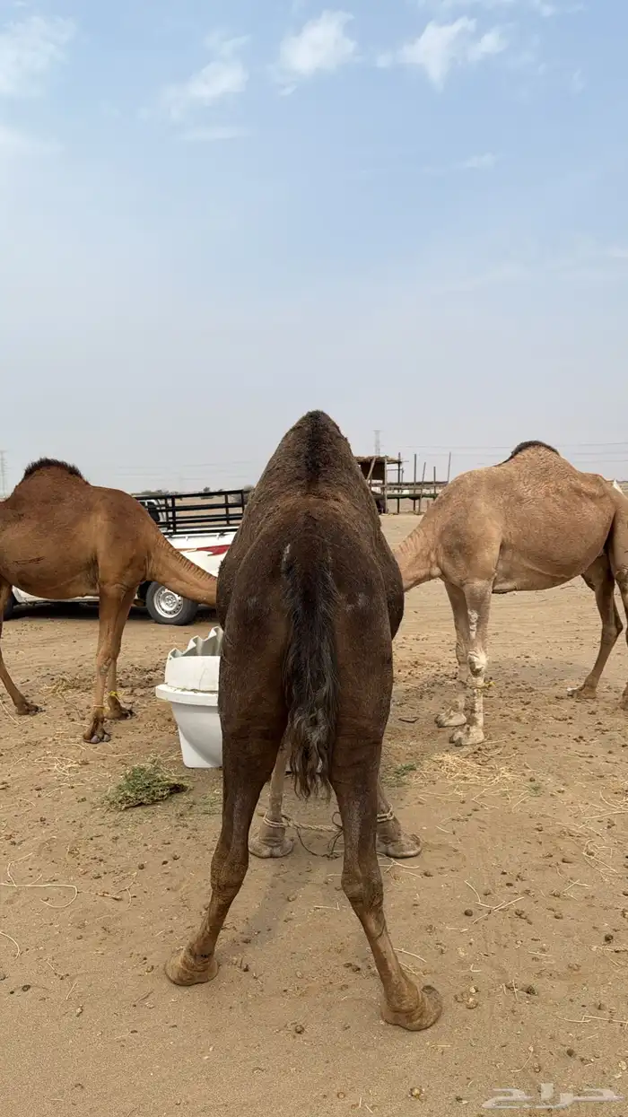 نياق سواحل لقح 4