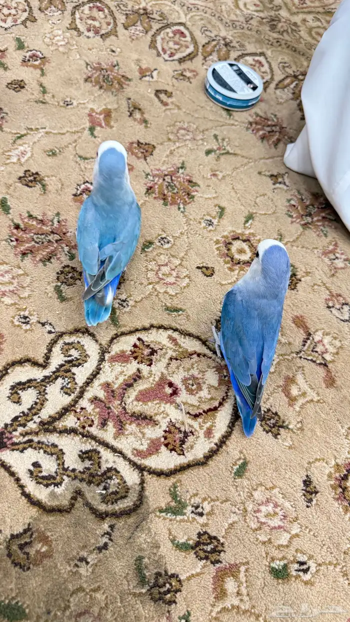 زوج روز منتج والليف 9