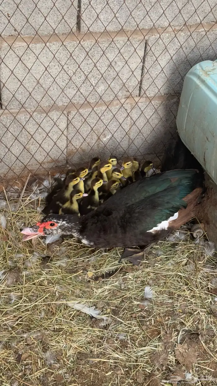 للبيع بط مصري مع فروخه 2