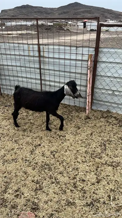 ثلاث معزا من 400الوحده index