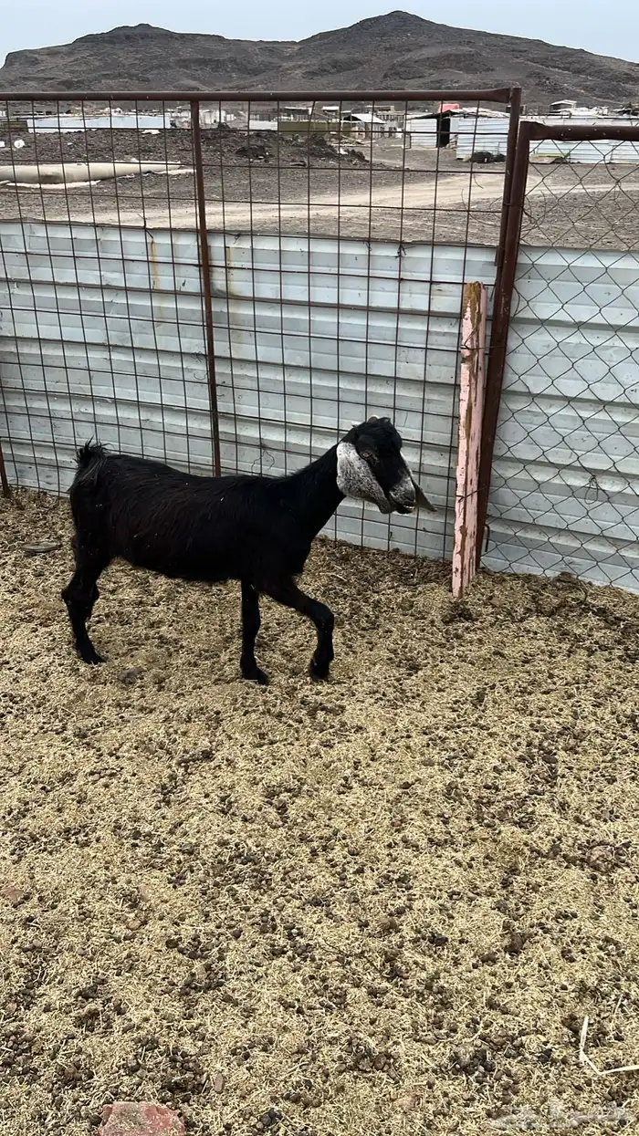 ثلاث معزا من 400الوحده 2