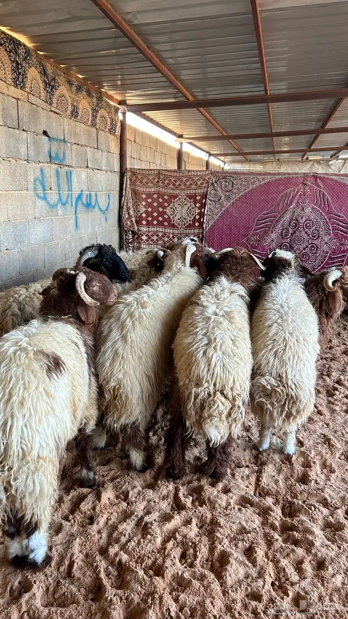 نعيم للبيع 2