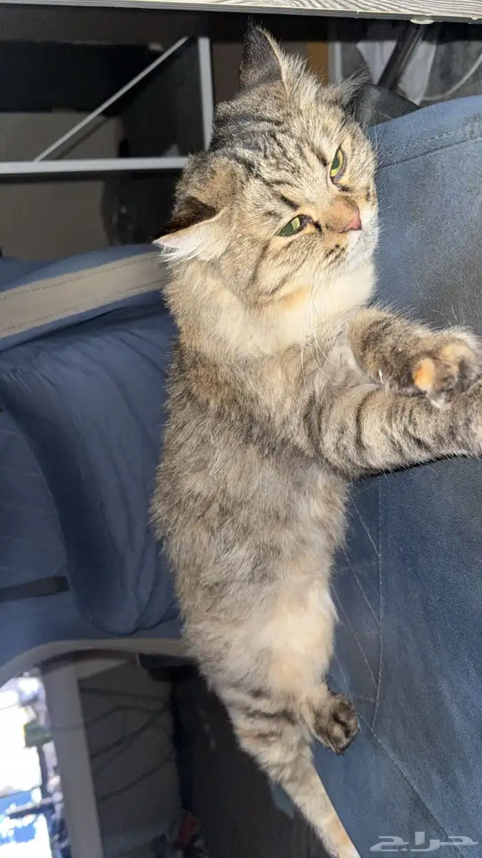 قطه قط بسه لتبني 2