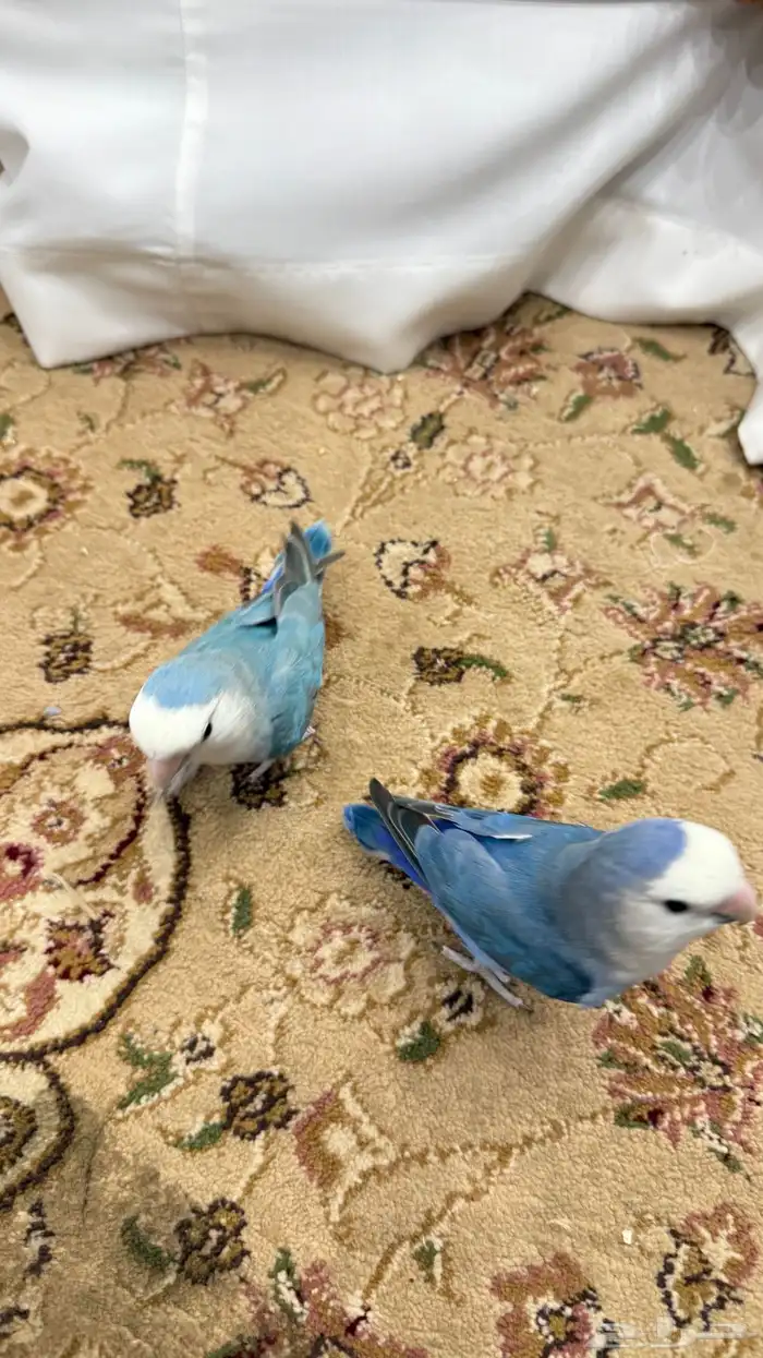 زوج روز منتج والليف 12