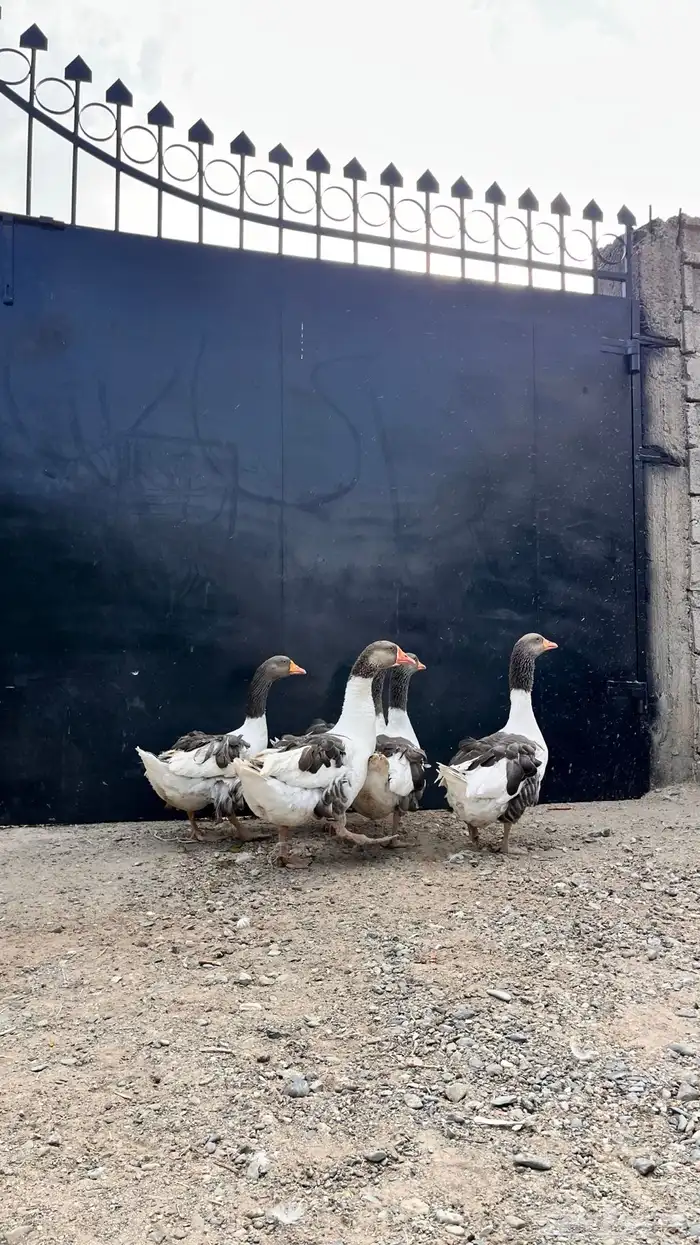 للبيع وز عراقي و مفتل 5