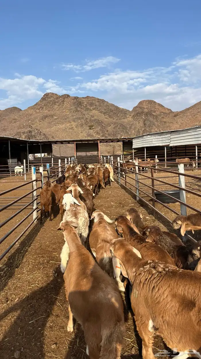 طليان سواكن جادعان حمري مرابى 7