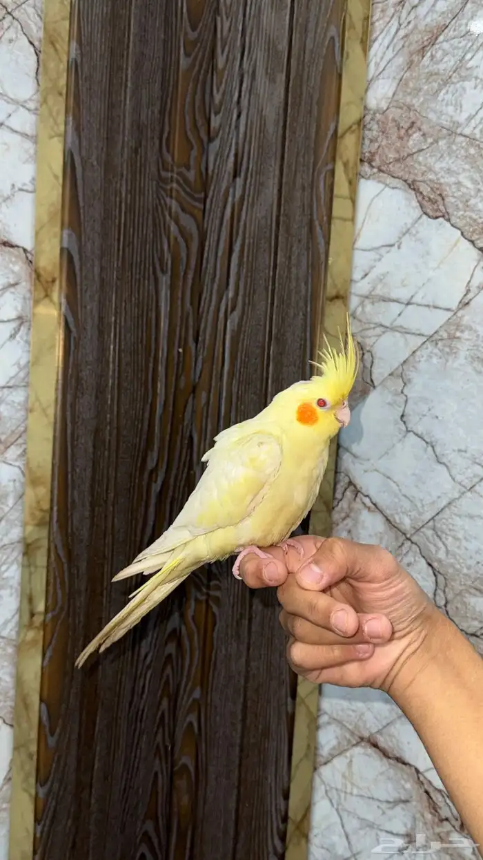 انثى كروان لاتينو عيون حمر اليفه 0