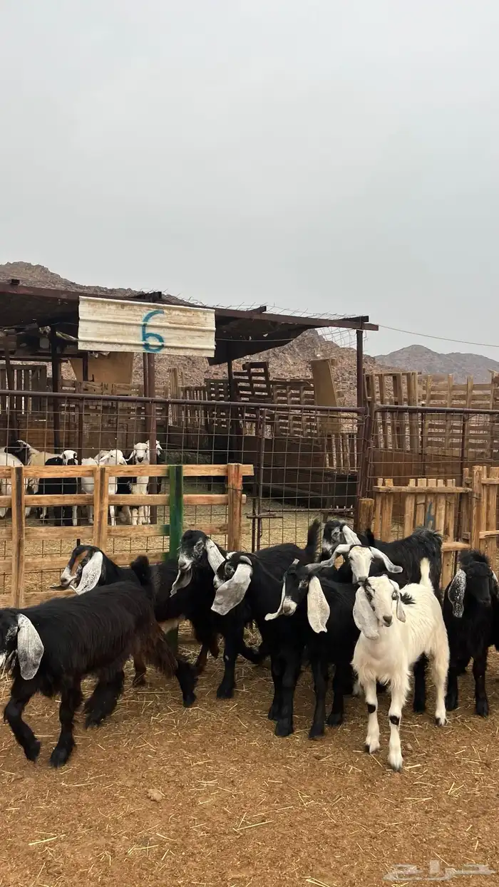 تيوس مخاصي جدعان نظاف شرط ذبائح 3