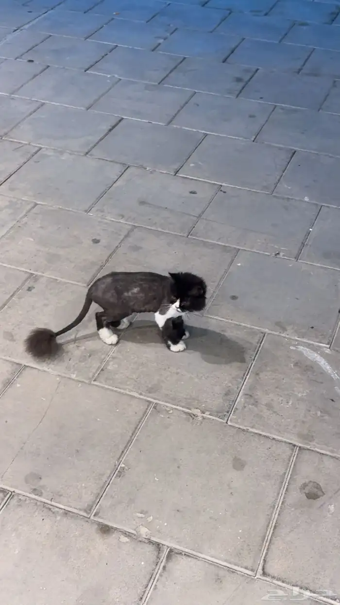 قطه ضايعه بالفاروق 0