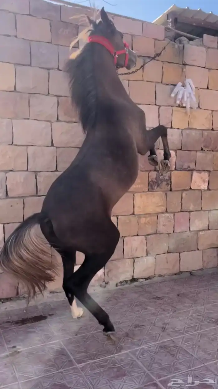 مهره شعبيه شيخهه 4