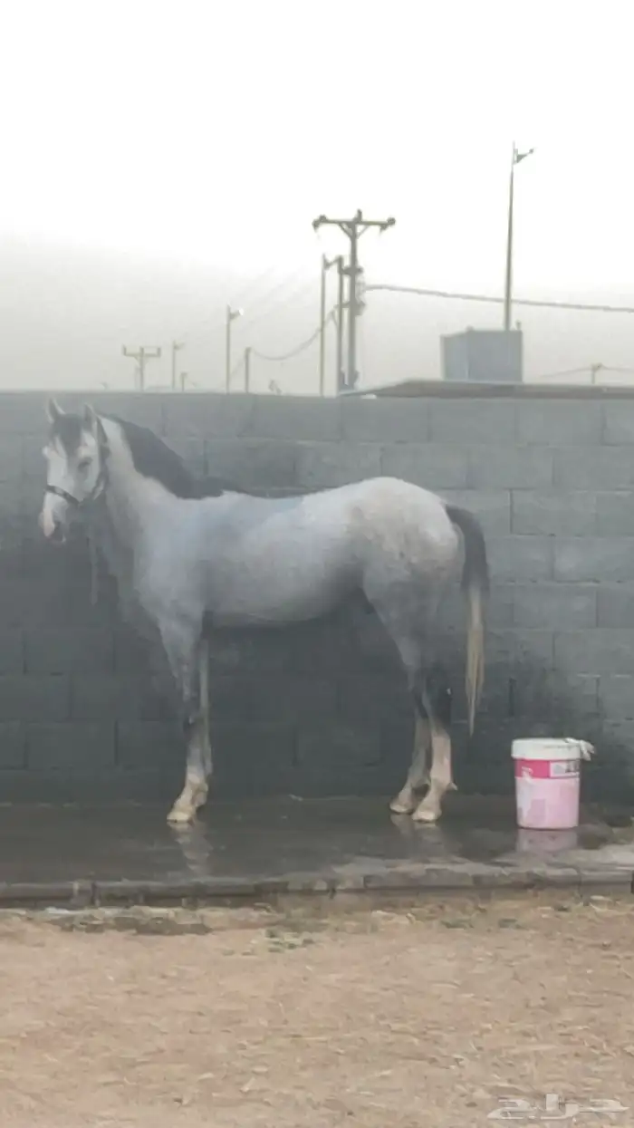 حصان عربي ورق 2