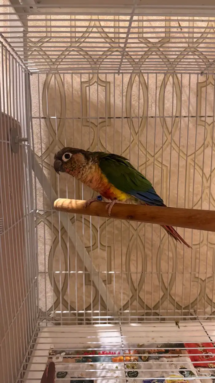 انثى كنيور يلو سايد رد فاكتور محلله 1