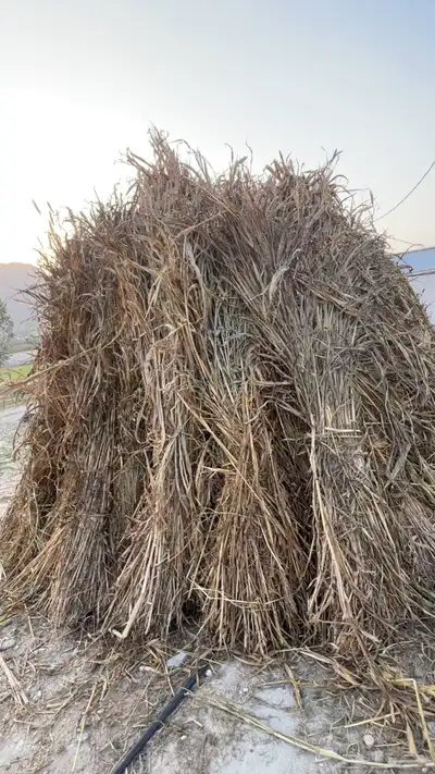 قصب للبيع index