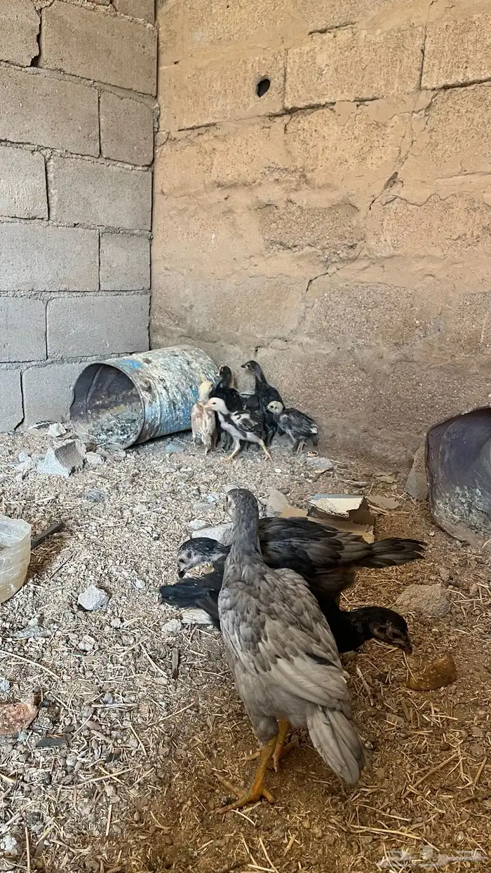 فروخ دجاج باكستاني العدد 10 5