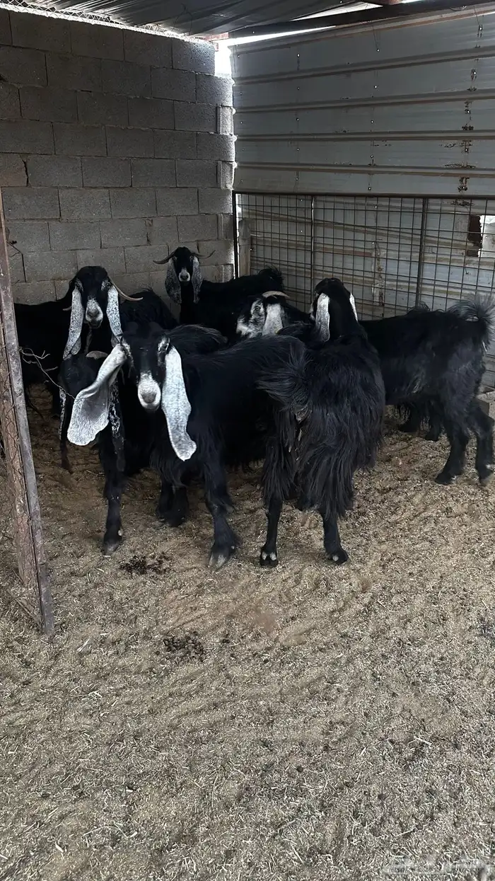 معزاء عوارض ضريع 2