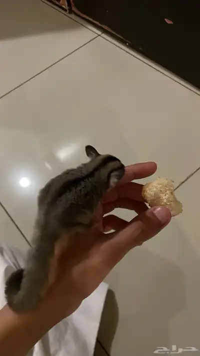 سنجاب طائر شوقر قلايدر index