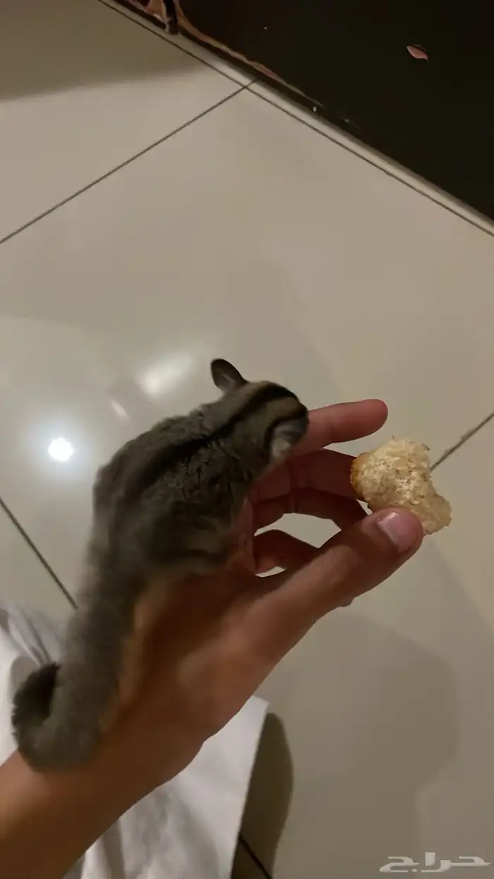 سنجاب طائر شوقر قلايدر 2