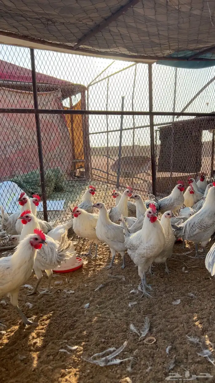 دجاج فيومي 3