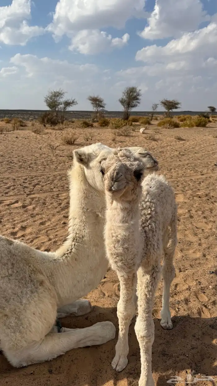 ناقه خلفه وضحا للبيع 1