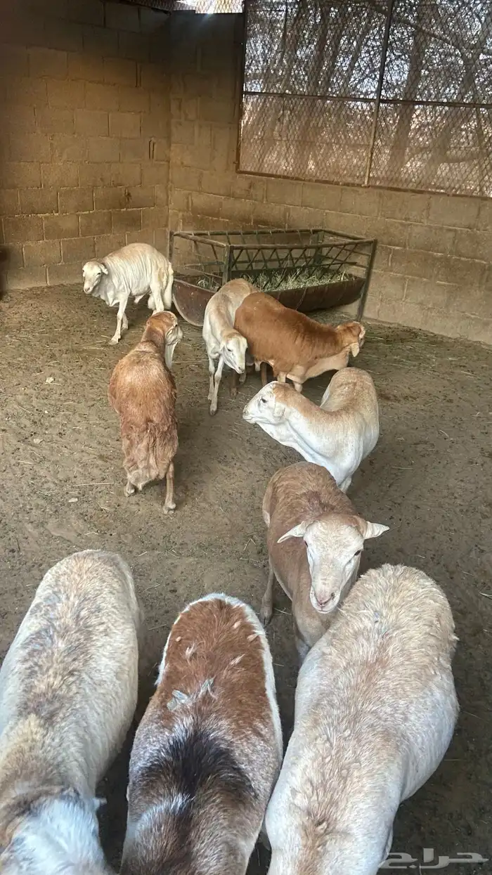 خرفان رفيد اضاحي معلقه 0