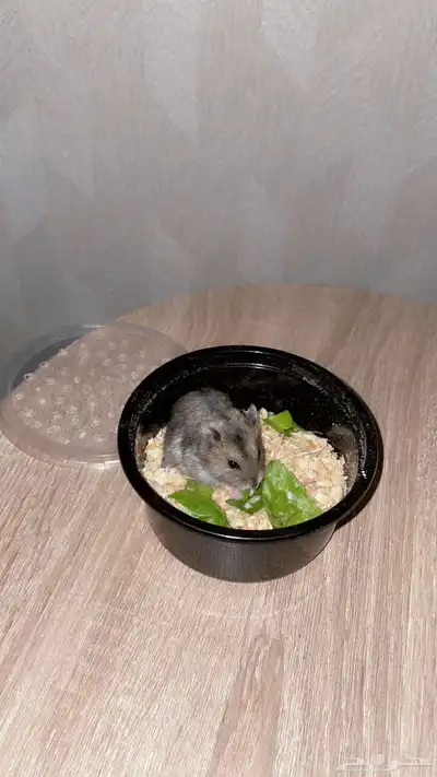 هامستر ونتر وايت 0